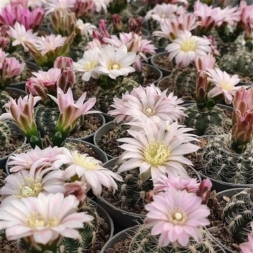 Gymnocalycium bruchii