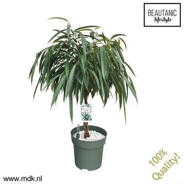 Ficus binnendijkii 'Alii'