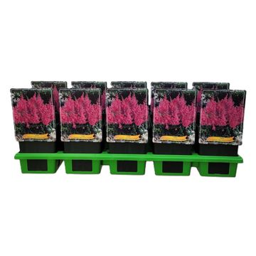 Astilbe chinensis 'Little Vision in Purple'