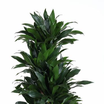 Dracaena fragrans 'Green Jewel'