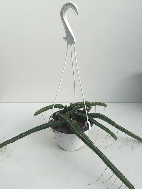 Selenicereus grandiflorus