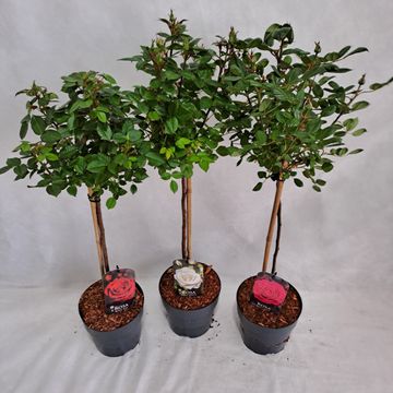 Роза STANDARD SMALL FLOWERING