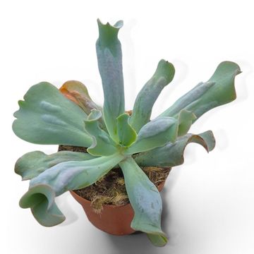 Echeveria 'Culibra'