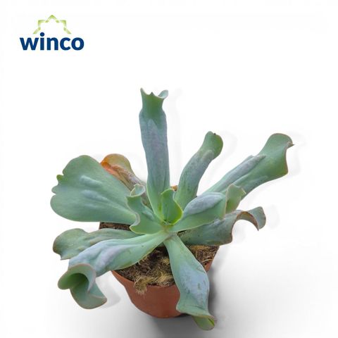 Echeveria 'Culibra'