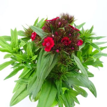 Dianthus barbatus MIX