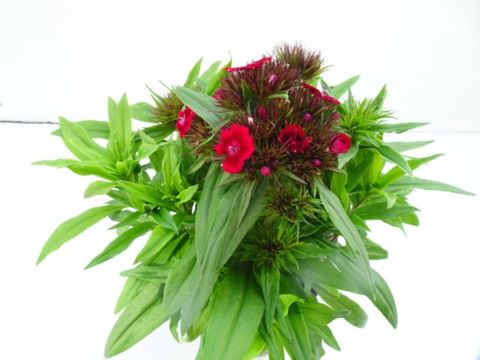 Dianthus barbatus MIX