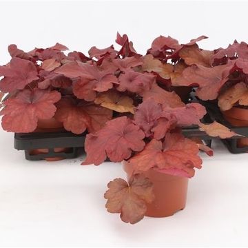 Heuchera INDIAN SUMMER MULBERRY