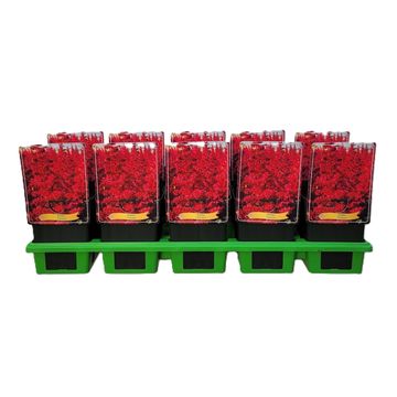 Astilbe 'Vision Vulcano'