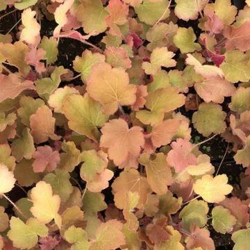 Heuchera 'Caramel'