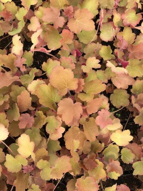 Heuchera 'Карамель'