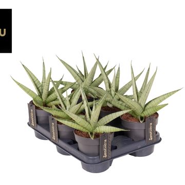 Sansevieria 'Comet Pastel Grey No. 3'