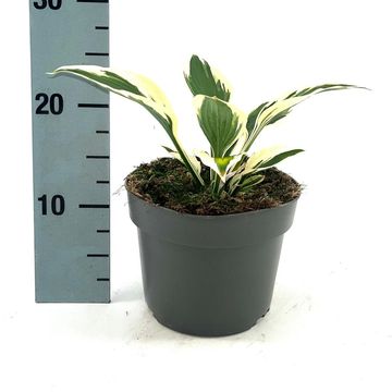 Hosta 'Patriot'