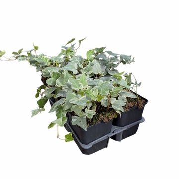 Hedera helix 'Glacier'