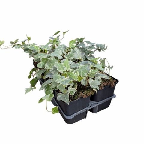 Hedera helix 'Glacier'