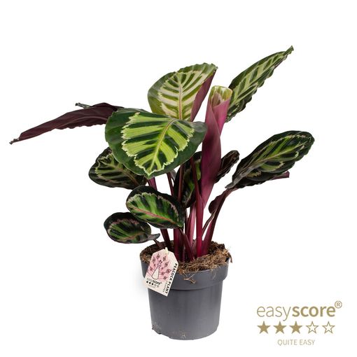 Calathea 'Medallion'