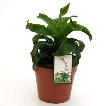 Dracaena fragrans 'Twister'