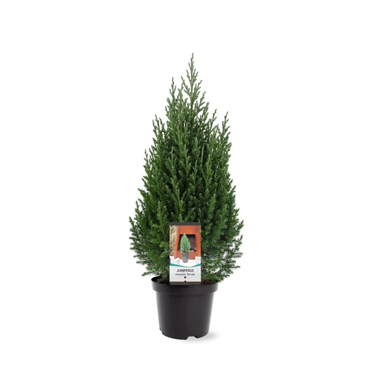 Juniperus chinensis 'Stricta' — Plant Wholesale FlorAccess