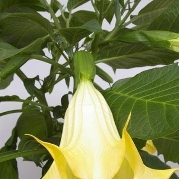 Brugmansia MIX
