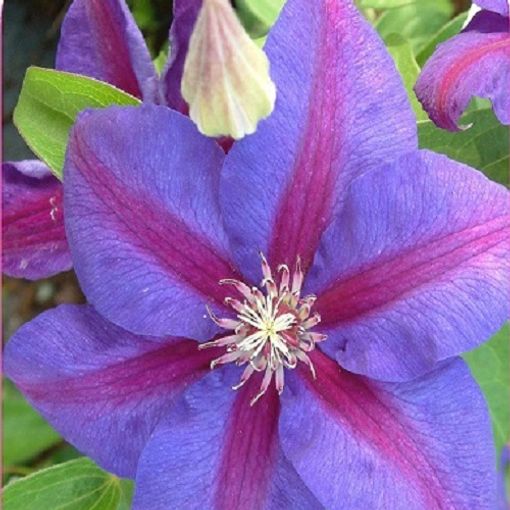 Clematis 'Mrs N. Thompson' (EL)