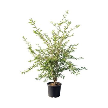 Prunus 'The Bride'