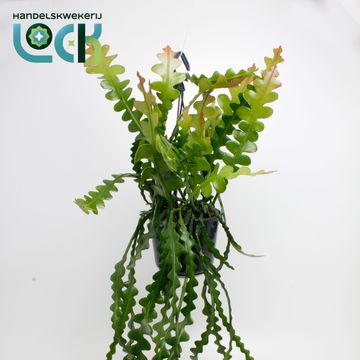 Epiphyllum anguliger