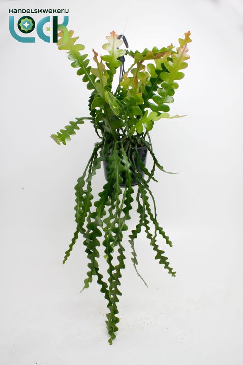 Epiphyllum anguliger