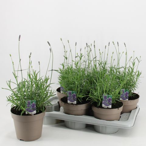 Lavandula angustifolia 'Hidcote'