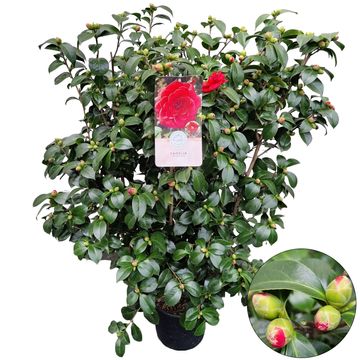 Camellia japonica 'Dr. King'