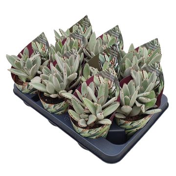 Kalanchoe tomentosa