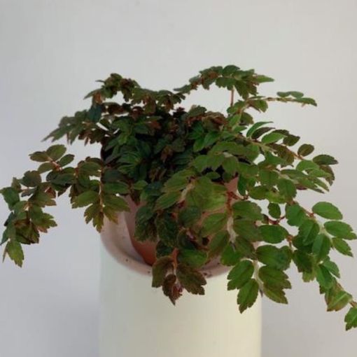 Begonia foliosa miniata