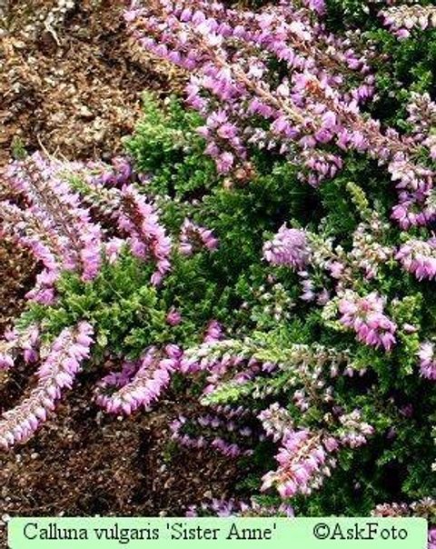 Calluna vulgaris 'Sister Anne'