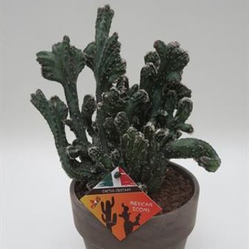 Monvillea spegazzinii monstruosa