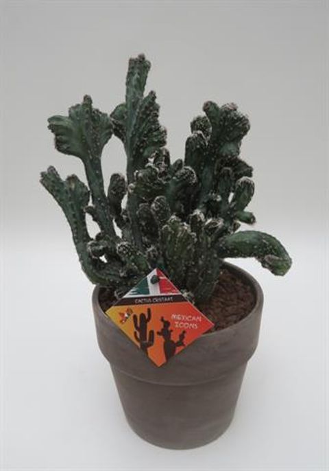 Monvillea spegazzinii monstruosa