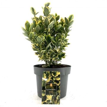 Euonymus japonicus MARIEKE