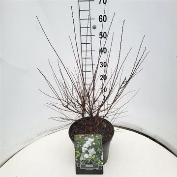 Prunus glandulosa 'Альба Плена'