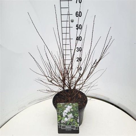 Prunus glandulosa 'Alba Plena'