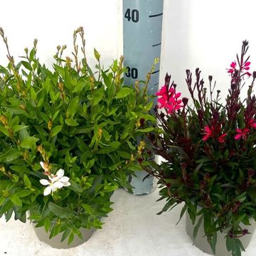 Gaura lindheimeri MIX