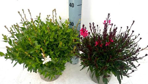 Gaura lindheimeri MIX