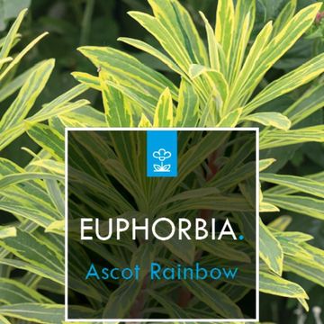 Euphorbia 'Ascot Rainbow'