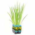 Iris pseudacorus