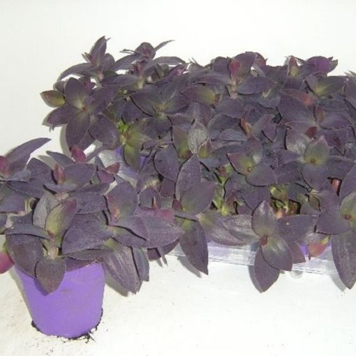 Tradescantia pallida