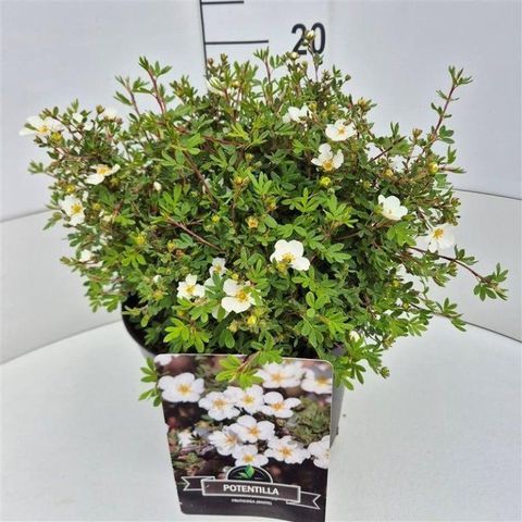 Potentilla fruticosa 'Abbotswood'