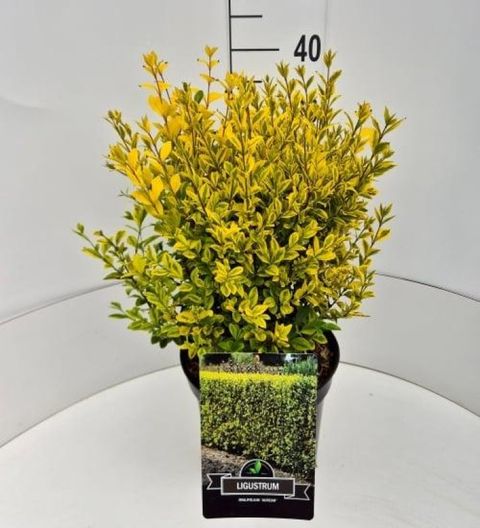 Ligustrum ovalifolium 'Aureum'