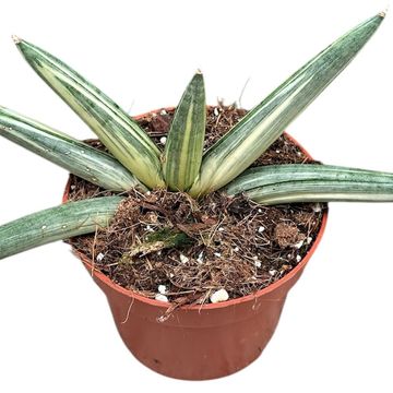 Sansevieria 'Zebra' — Plant Wholesale FlorAccess
