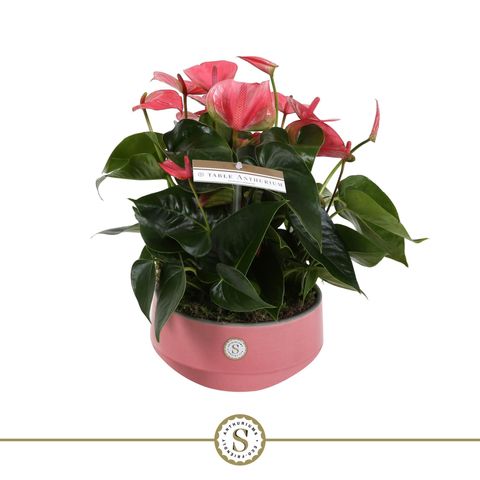 Anthurium PINK CHAMPION