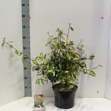 Elaeagnus pungens 'Maculata'