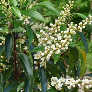 Prunus lusitanica 'Angustifolia'