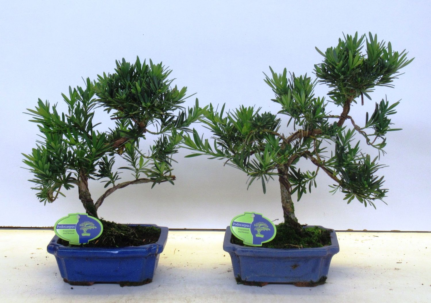 Podocarpus macrophyllus  Plant Wholesale FlorAccess