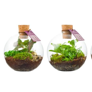 Arrangement Terrarium Easter