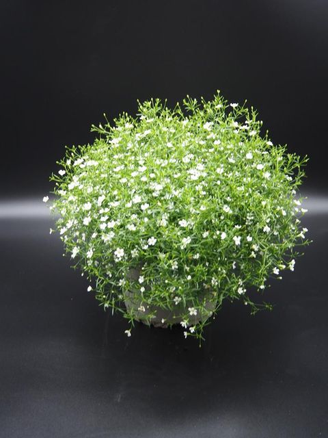 Gypsophila muralis GYPSY WHITE